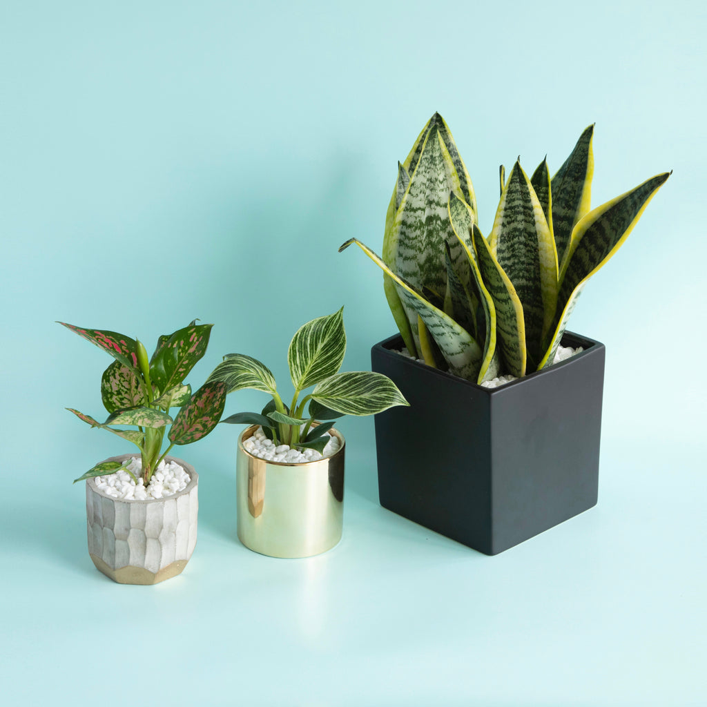 Our Favorite Feng Shui Plants