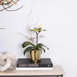 The Gratitude | Mini Orchid in a gold pot | BYDEAU Hong Kong