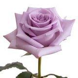 Basics - Purple Roses